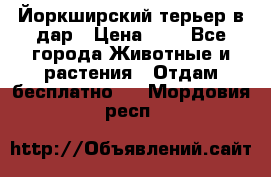 Йоркширский терьер в дар › Цена ­ 1 - Все города Животные и растения » Отдам бесплатно   . Мордовия респ.